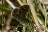 Polyommatus icarus