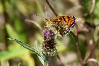 Melitaea phoebe