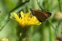 Thymelicus sylvestris