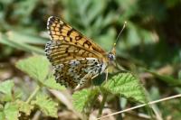Melitaea cinxia