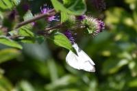 Pieris napi