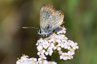 Aricia agestis