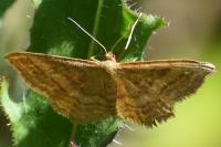 Idaea ochrata