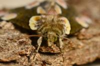 Thyatira batis