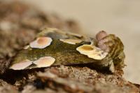 Thyatira batis