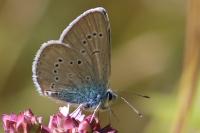 Cyaniris semiargus