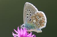 Lysandra bellargus