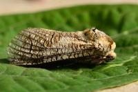 Cossus cossus