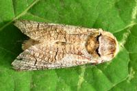 Cossus cossus