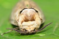 Cossus cossus