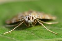 Elophila nymphaeata