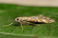 Elophila nymphaeata
