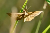 Idaea ochrata