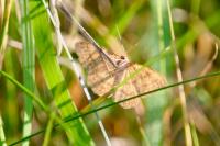 Idaea ochrata