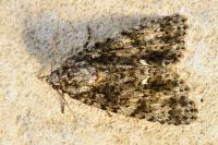 Acronicta rumicis