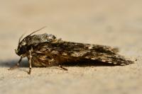 Acronicta rumicis