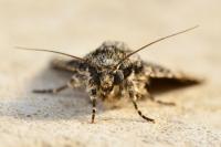 Acronicta rumicis