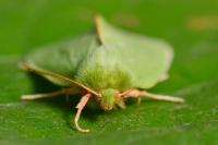 Pseudoips prasinanus