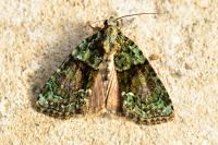 Cryphia algae