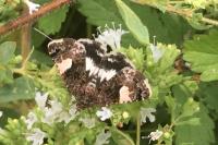 Tyta luctuosa