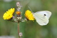 Pieris brassicae