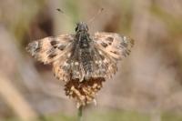 Carcharodus alceae
