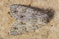 Acronicta aceris