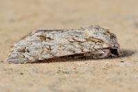 Acronicta aceris