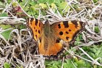 Nymphalis polychloros