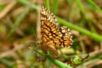 Chiasmia clathrata
