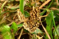 Chiasmia clathrata