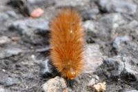 Diaphora mendica