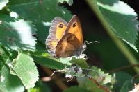Pyronia tithonus