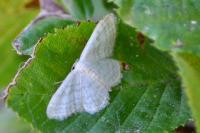 Idaea subsericeata