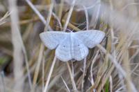 Scopula immutata