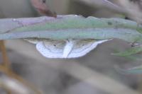 Scopula immutata