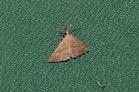 Hypena proboscidalis