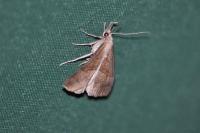 Hypena proboscidalis