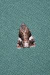 Tyta luctuosa