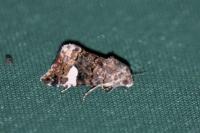 Tyta luctuosa