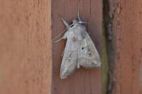 Mythimna albipuncta