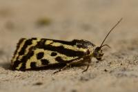 Emmelia trabealis