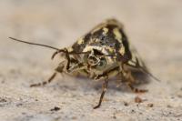 Emmelia trabealis