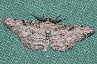 Peribatodes rhomboidaria