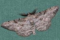 Peribatodes rhomboidaria