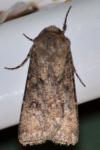 Agrotis segetum