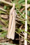 Ancylolomia tentaculella