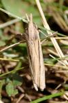 Ancylolomia tentaculella