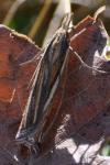 Ancylolomia tentaculella