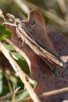 Ancylolomia tentaculella